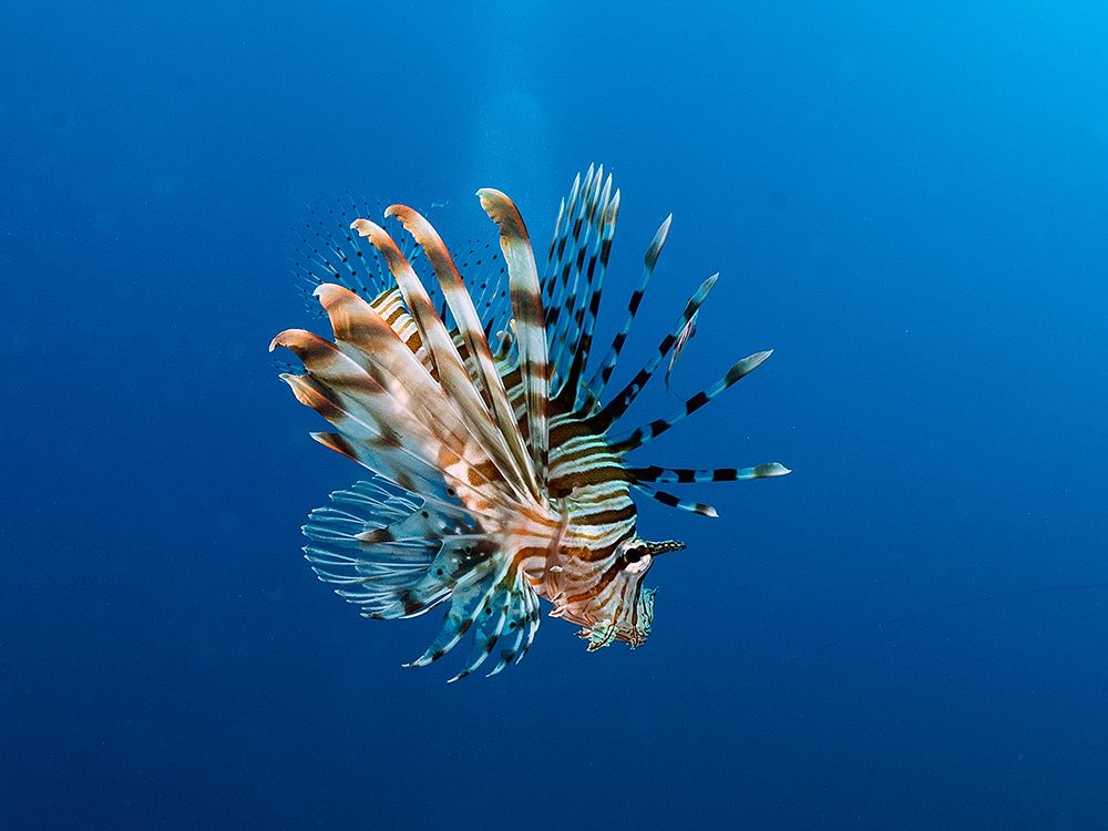 Lionfish art print by Ilan Ben Tov for $57.95 CAD