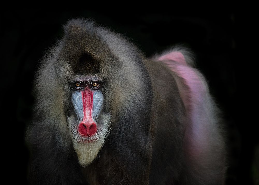 Mandrill art print by C.S. Tjandra for $57.95 CAD