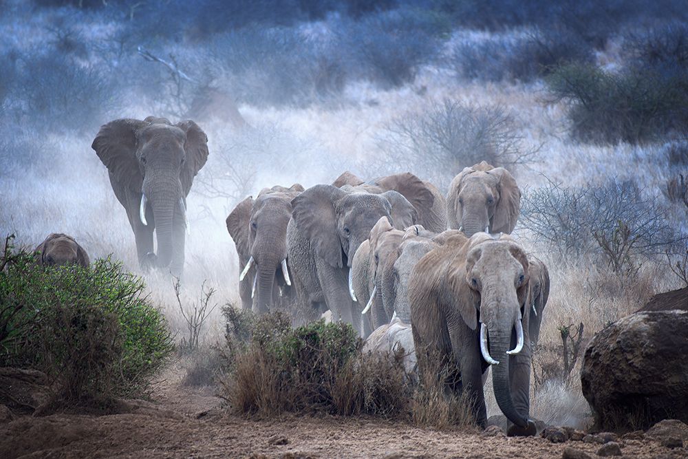Elephants Of Amboseli art print by Sherin George for $57.95 CAD