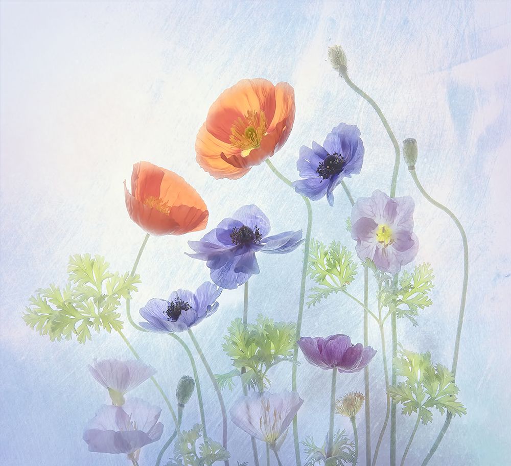 Poppy a Anemone art print by Catherine Wang for $57.95 CAD