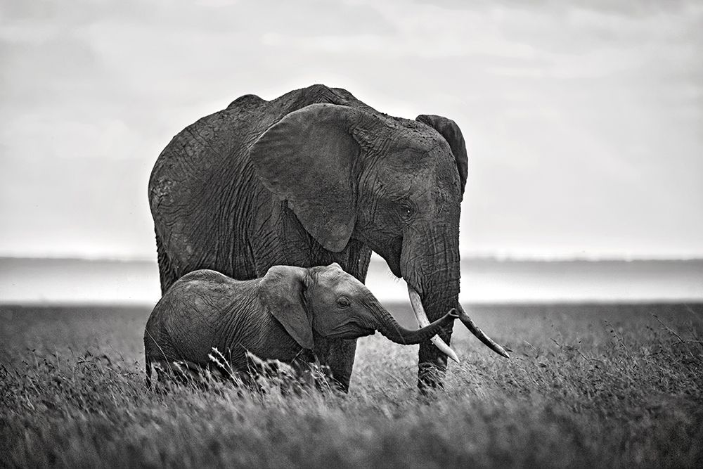 Mother elephant with her calf art print by Xavier Ortega for $57.95 CAD