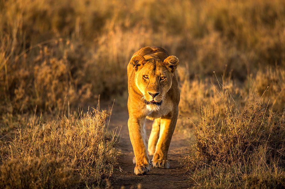 A Lion in the morning glow art print by Hung Tsui for $57.95 CAD