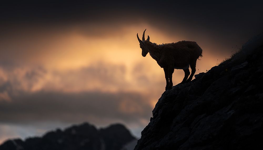Alpine ibex art print by Ales Krivec for $57.95 CAD