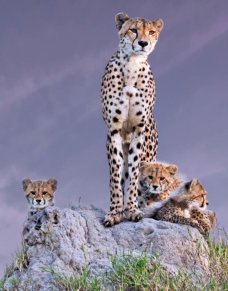 Cheetah With Cubs At Dawn art print by Arun Mohanraj for $57.95 CAD