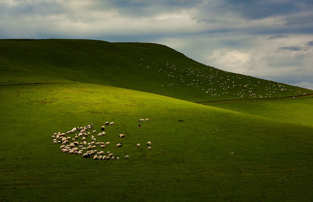 Sheepherds of The Plateau art print by Niyazi Gurgen for $57.95 CAD