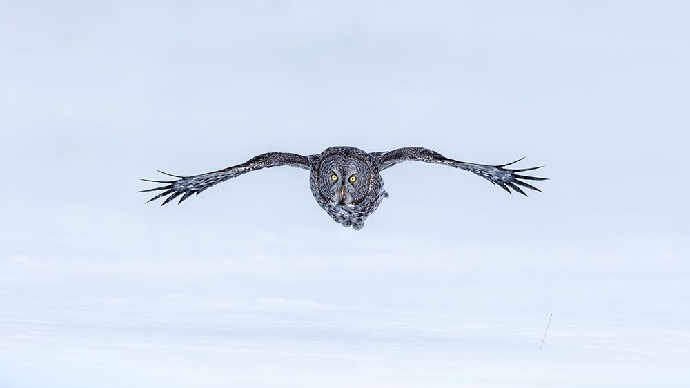 Great Grey Owl in Flight art print by Jun Zuo for $57.95 CAD