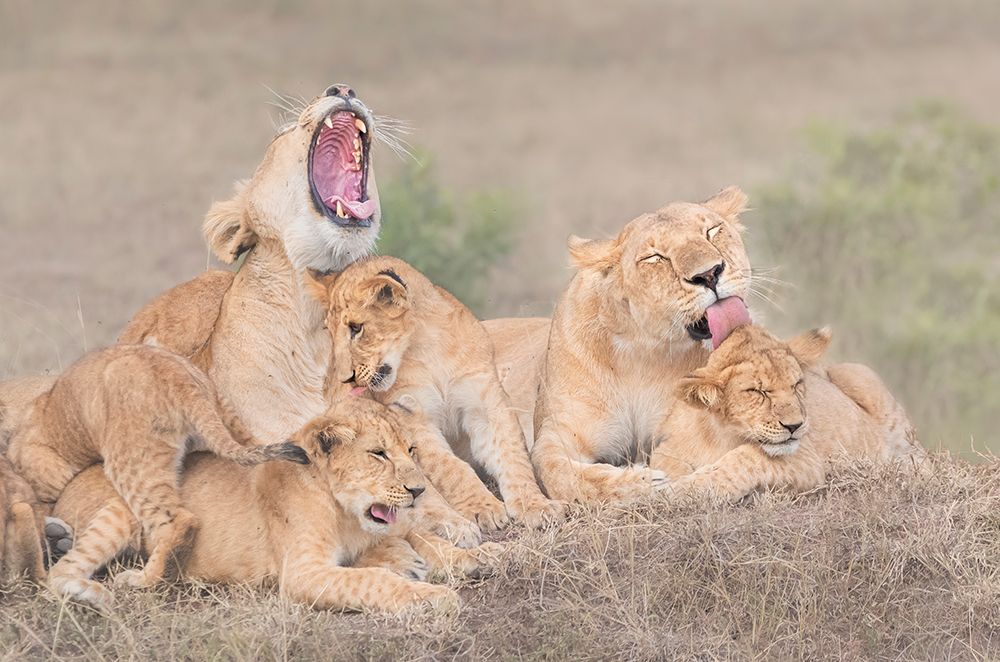 Lions family art print by Yun Wang for $57.95 CAD