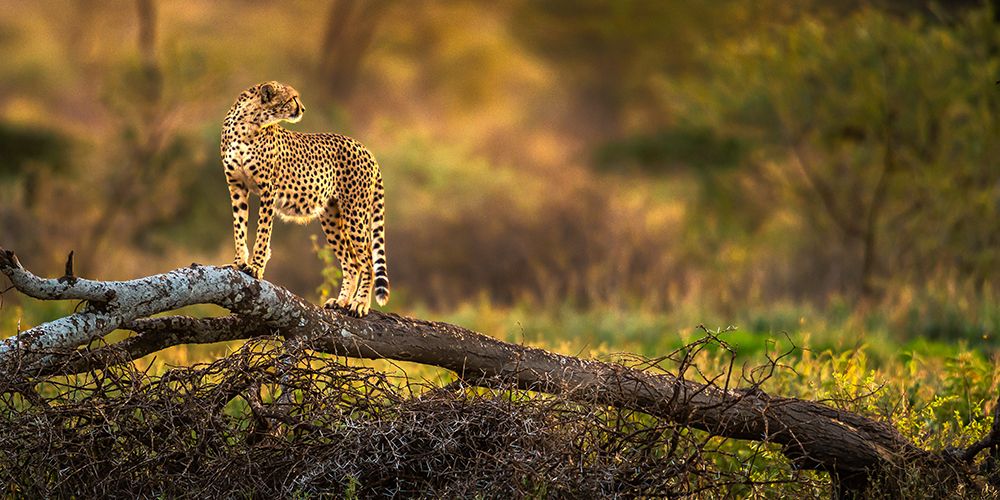 A cheetah standing on the dry tree art print by Hung Tsui for $57.95 CAD