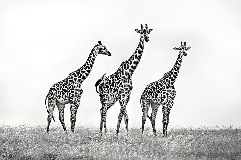 Giraffe family art print by Xavier Ortega for $57.95 CAD