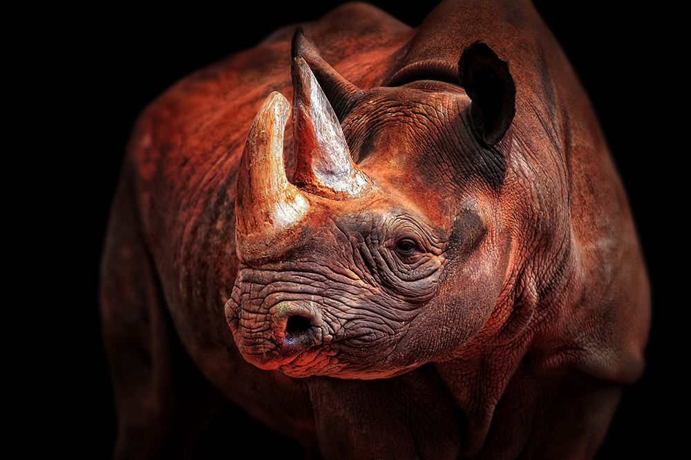 Rhino Posing art print by Antje Wenner-Braun for $57.95 CAD