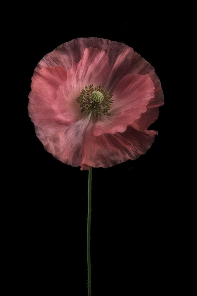 Yet another poppy art print by Lotte Gronkjar for $57.95 CAD