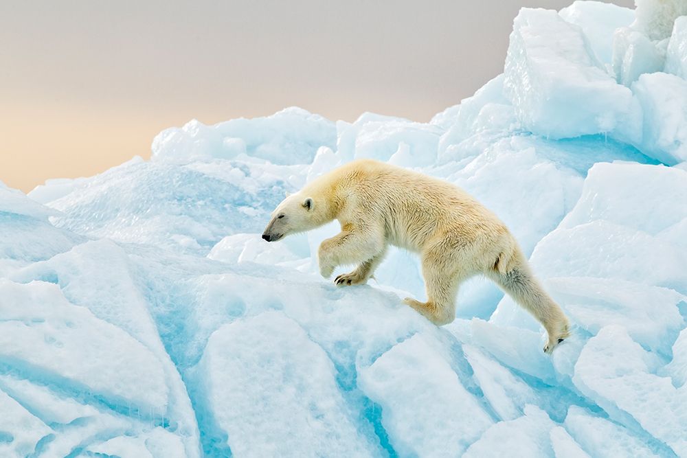 Polar Bear At Svalbard art print by Joan Gil Raga for $57.95 CAD