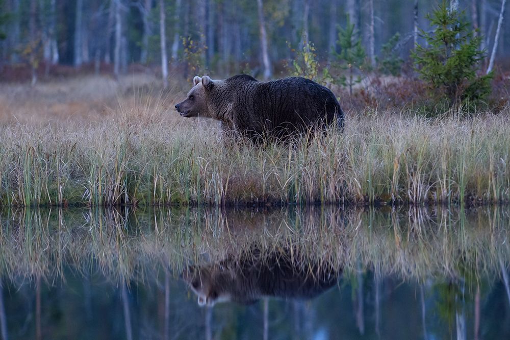 Brown Bear reflection art print by Marcel Speta for $57.95 CAD