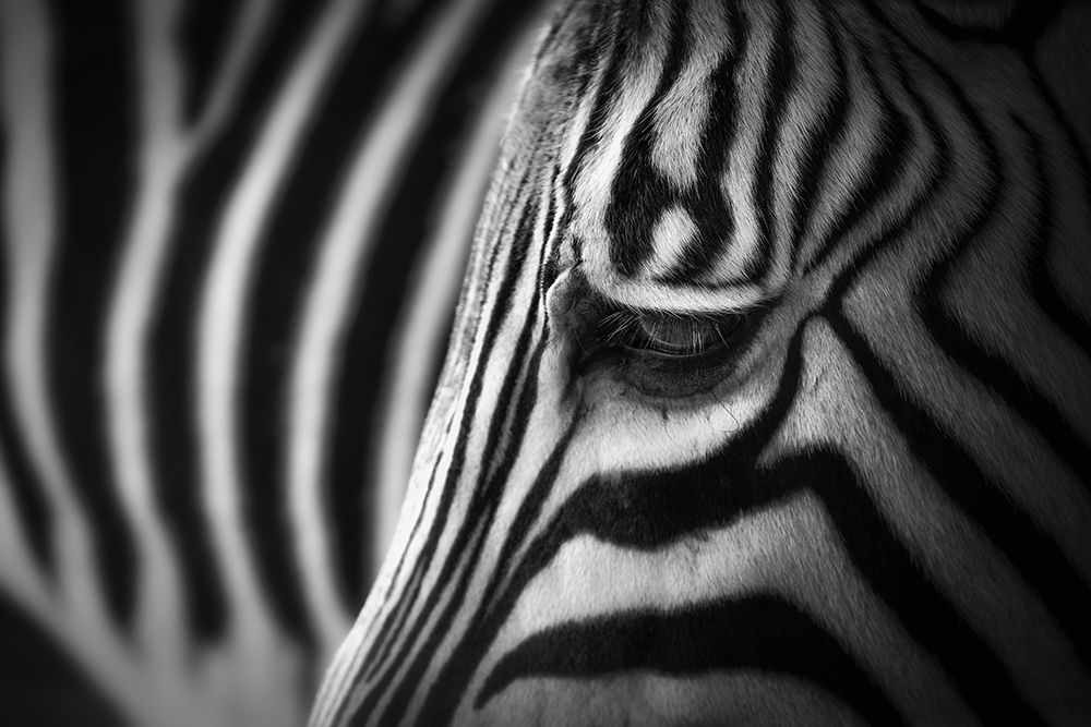 Zebra art print by Alex Zhao for $57.95 CAD