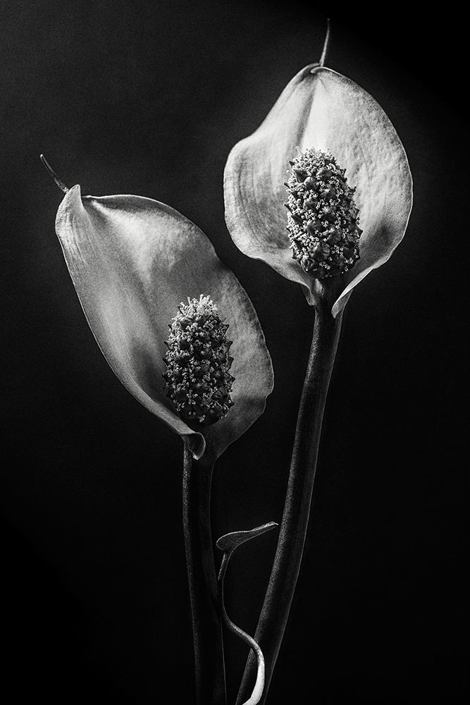Spathiphyllum art print by Stephen Clough for $57.95 CAD