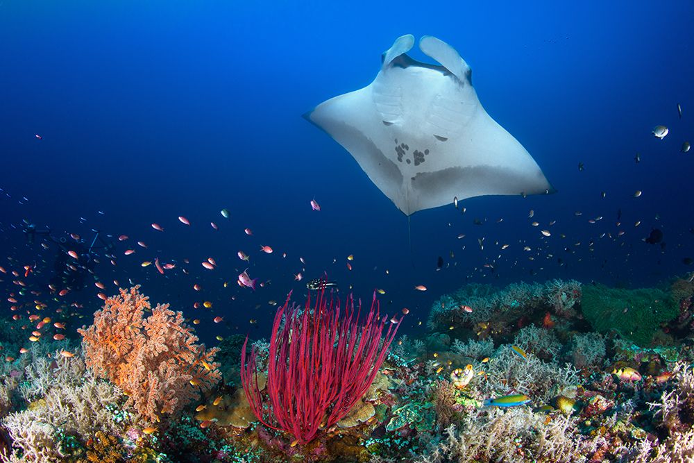 Ocean Manta Ray On The Reef art print by Barathieu Gabriel for $57.95 CAD