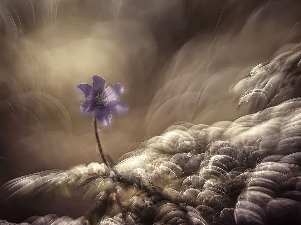 - art print by Hencz Judit for $57.95 CAD