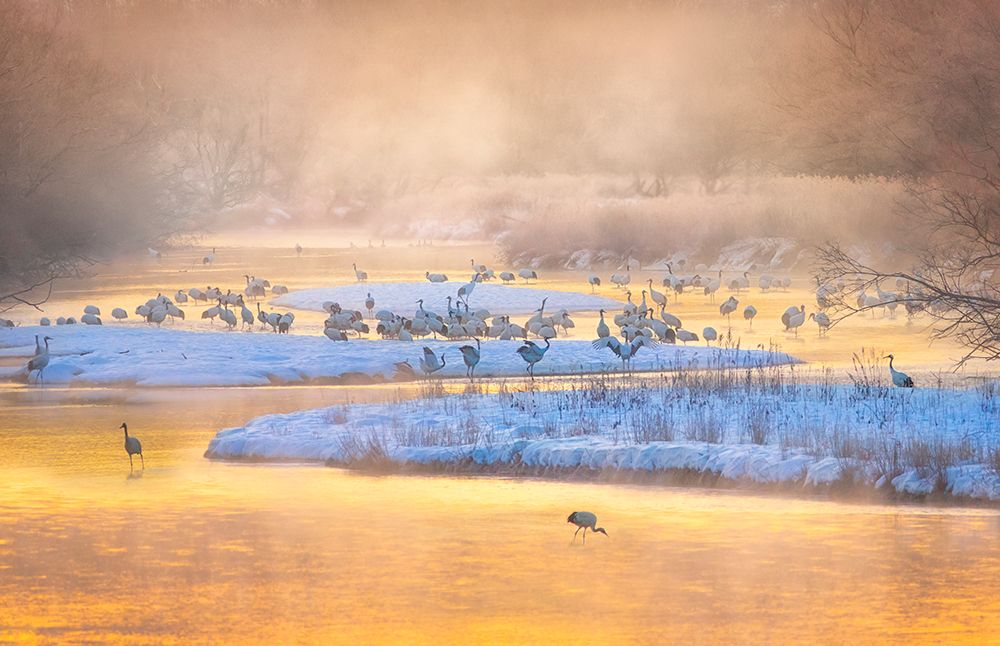 Golden morning art print by Larry Deng for $57.95 CAD