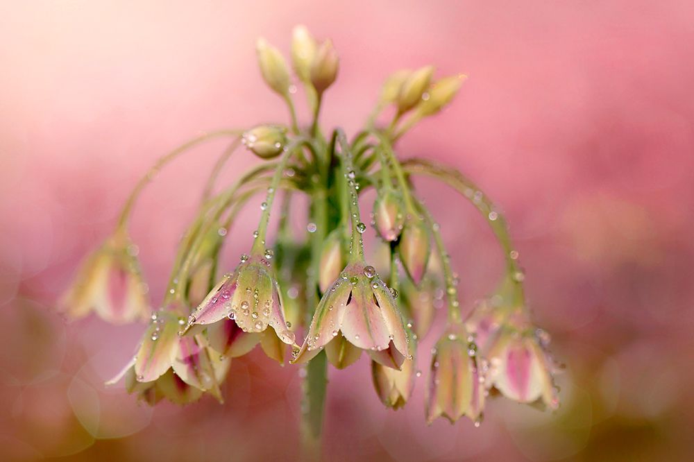 Dew Drops art print by Jacky Parker for $57.95 CAD