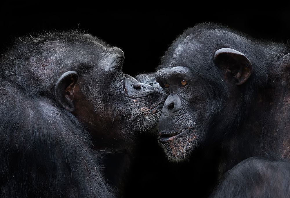 a kiss art print by C.S. Tjandra for $57.95 CAD