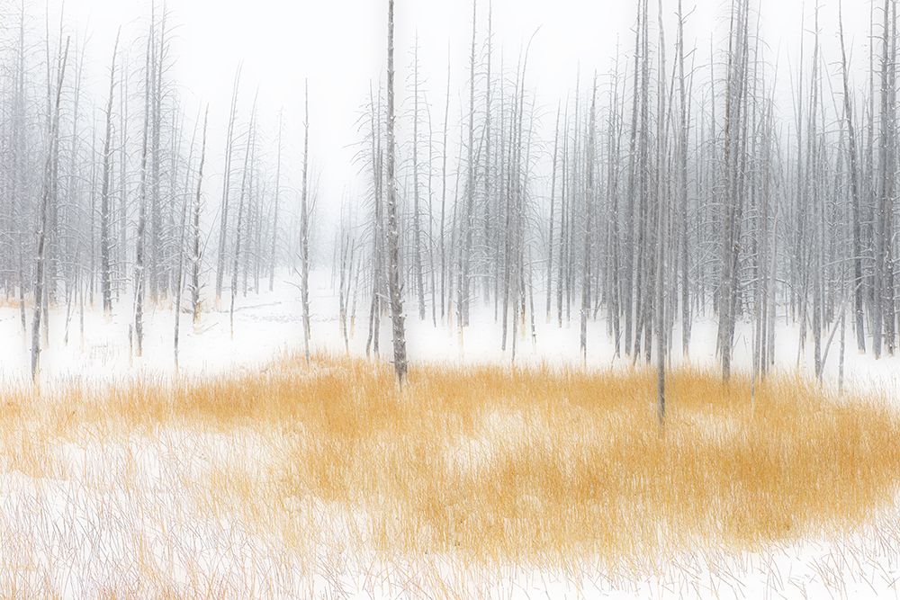 Winter Serenity art print by YY DB for $57.95 CAD