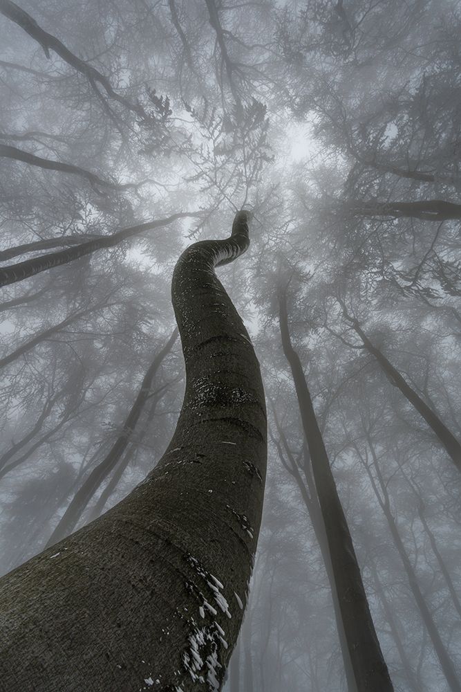 Looking up art print by Tom Pavlasek for $57.95 CAD