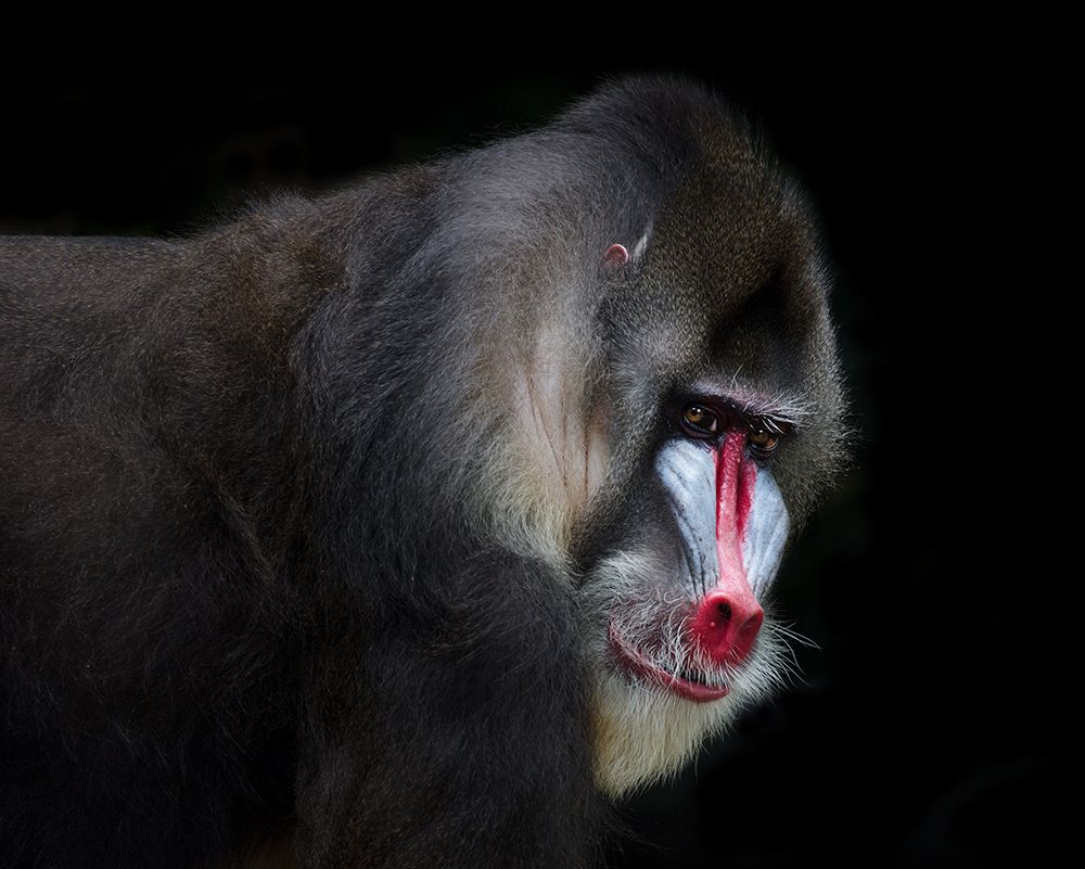 Mandrill-2 art print by C.S. Tjandra for $57.95 CAD