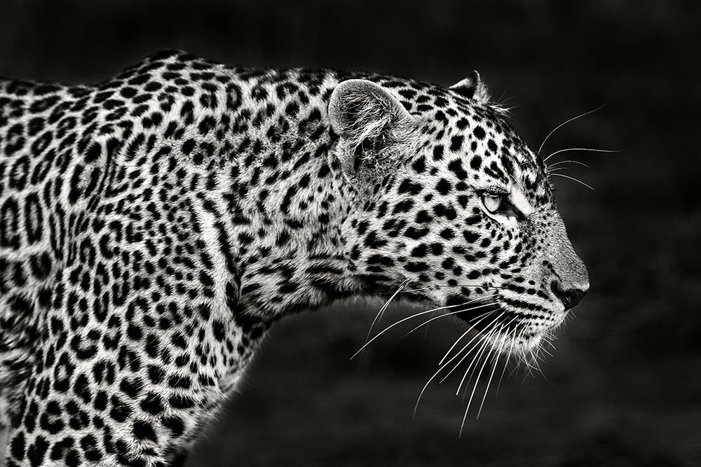 Leopard Close Up art print by Xavier Ortega for $57.95 CAD
