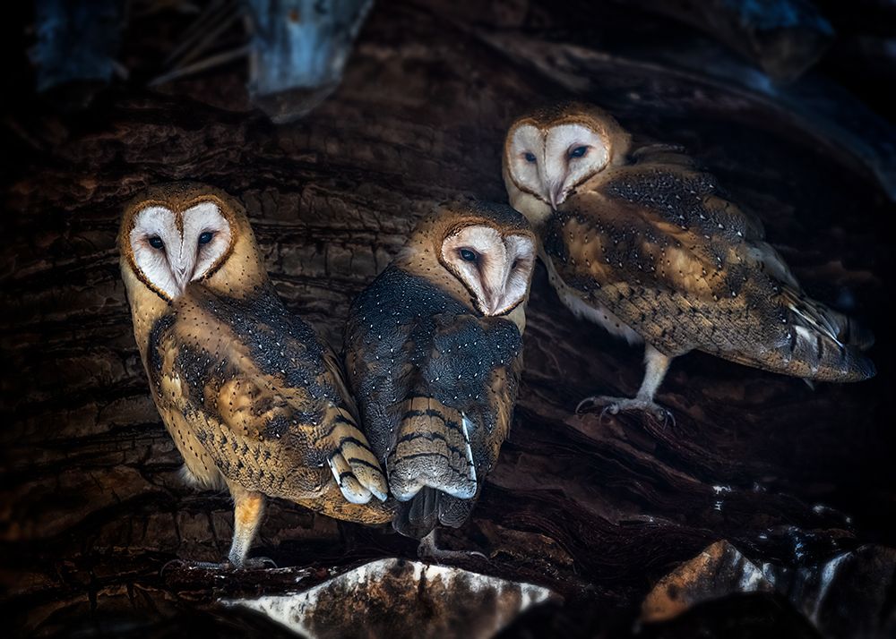 Baby Barn Owls art print by Annie Poreider for $57.95 CAD