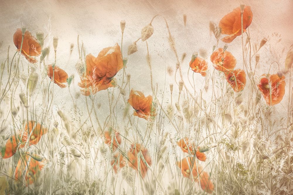 Poppies In The Field art print by Nel Talen for $57.95 CAD