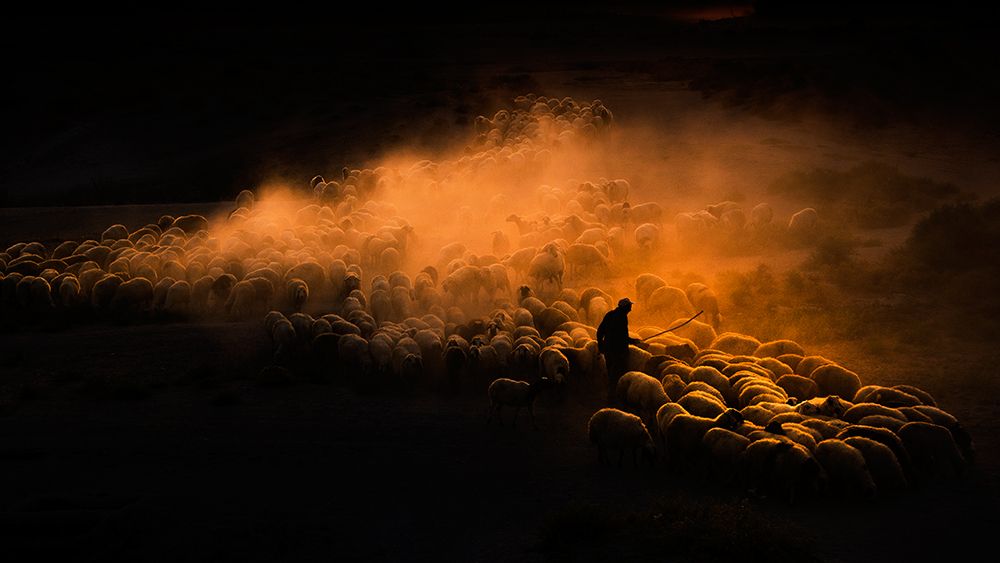 Herd of sheep art print by Emir Bagci for $57.95 CAD