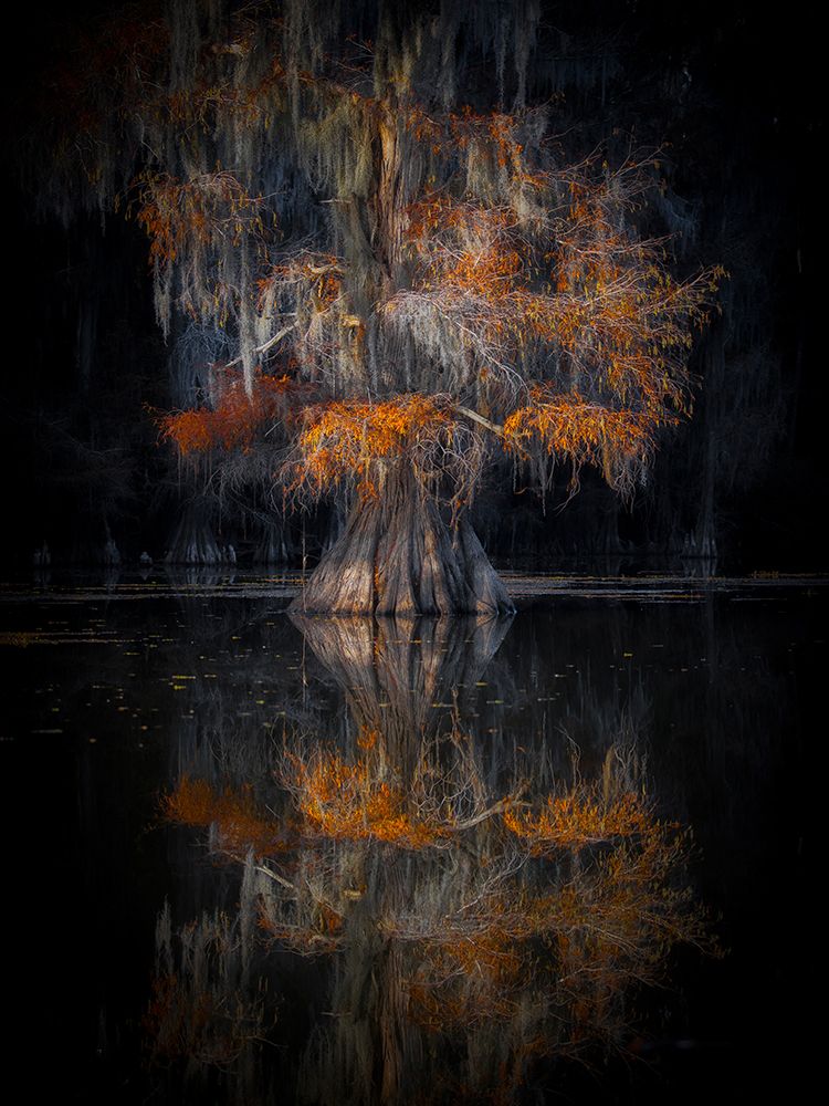 Cypress Reflection art print by Michael Zheng for $57.95 CAD