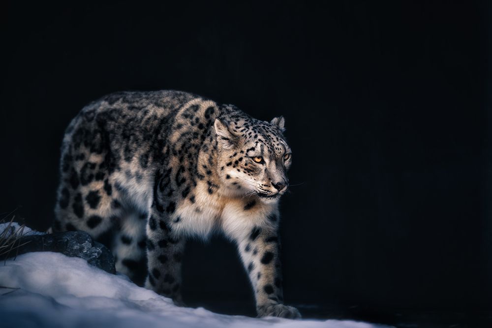 Snow Leopard art print by Alex Zhao for $57.95 CAD