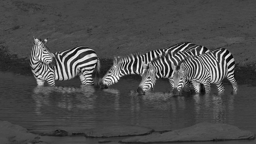 Zebras drinking art print by Yun Wang for $57.95 CAD