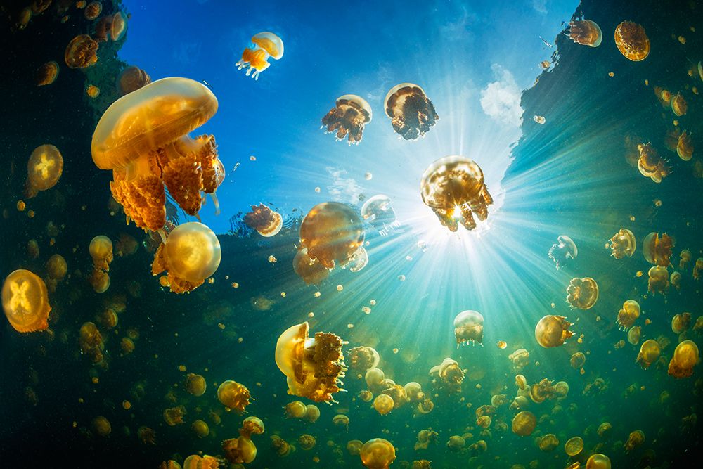 Sunlight and Jellyfish art print by Barathieu Gabriel for $57.95 CAD