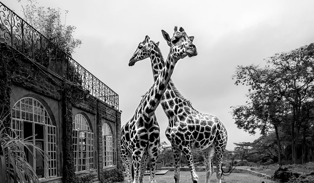 The Girafferaffe Manor art print by Jie Fischer for $57.95 CAD