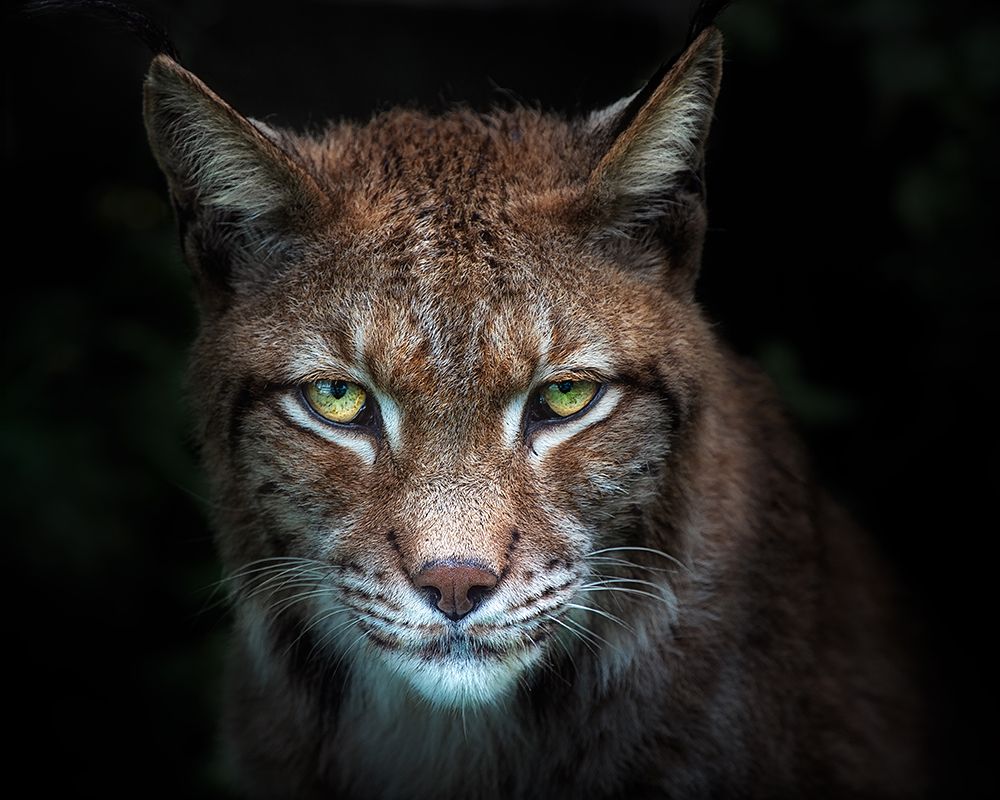 Lynx gaze art print by Santiago Pascual Buye for $57.95 CAD