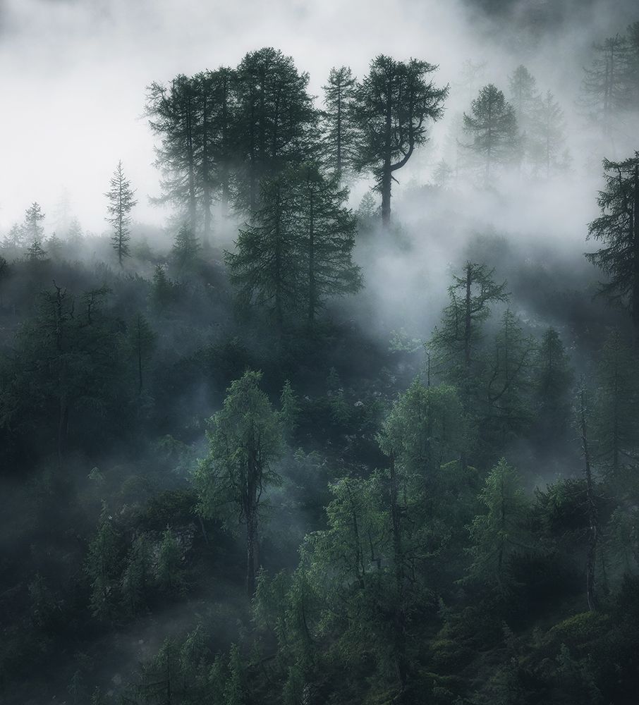 Elven forest art print by Ales Krivec for $57.95 CAD