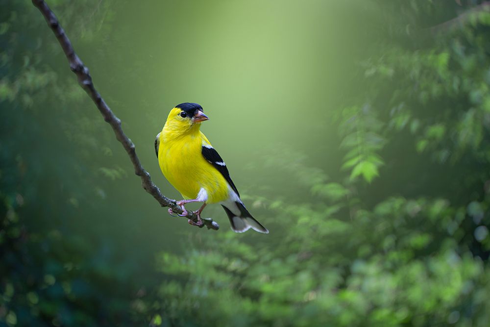 Posing Pretty art print by Mickey Maggard Arlow for $57.95 CAD