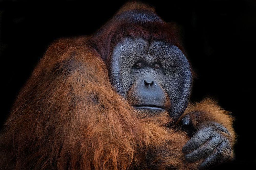 Mr. Orang utan art print by C.S. Tjandra for $57.95 CAD