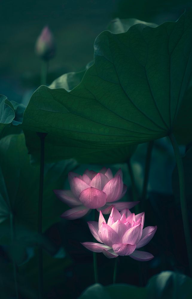 Water Lily art print by Catherine Wang for $57.95 CAD