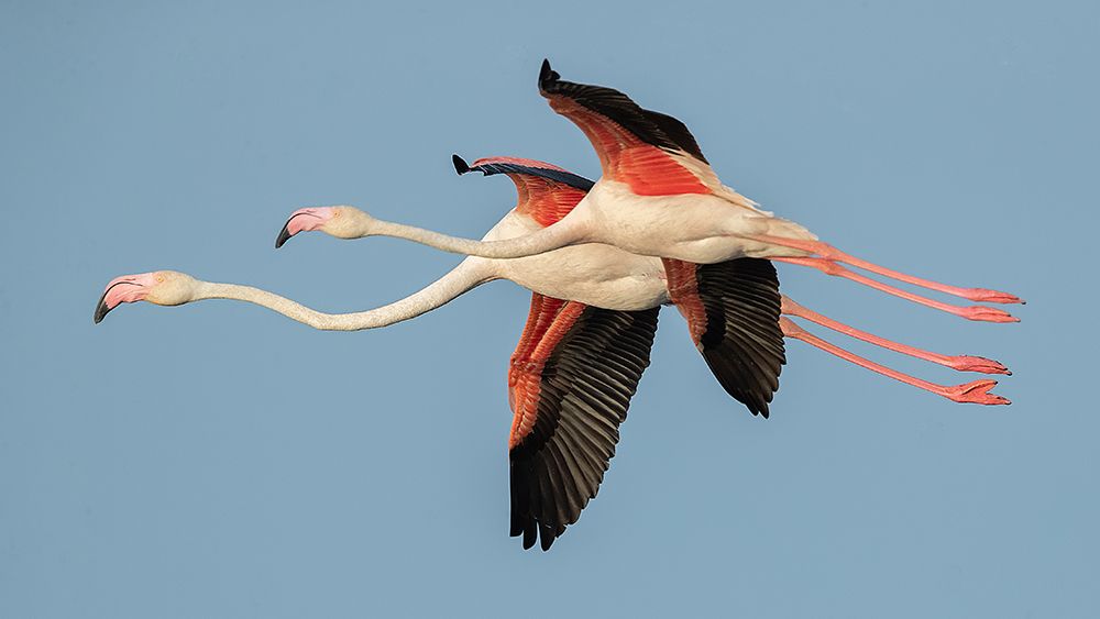 Flamingos in flight art print by Joan Gil Raga for $57.95 CAD