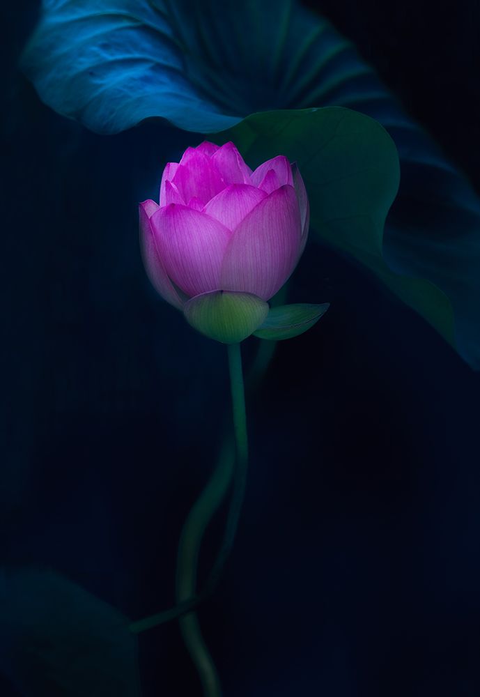 Lotus in light art print by Yanny Liu for $57.95 CAD