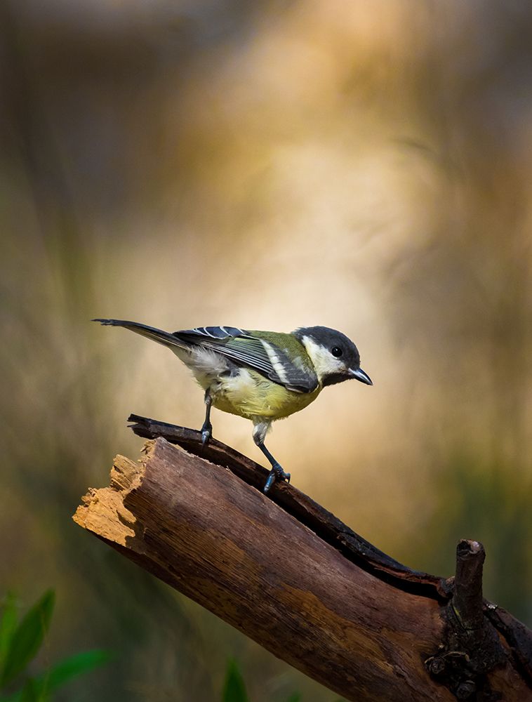 Great Tit art print by Yanal Mufti for $57.95 CAD