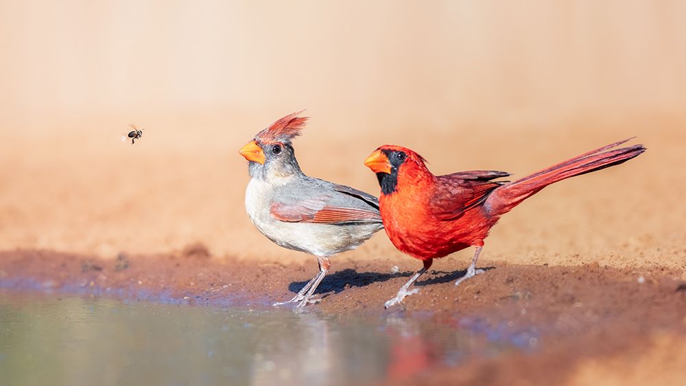 A bee and 2 Cardinals art print by Siyu and Wei for $57.95 CAD