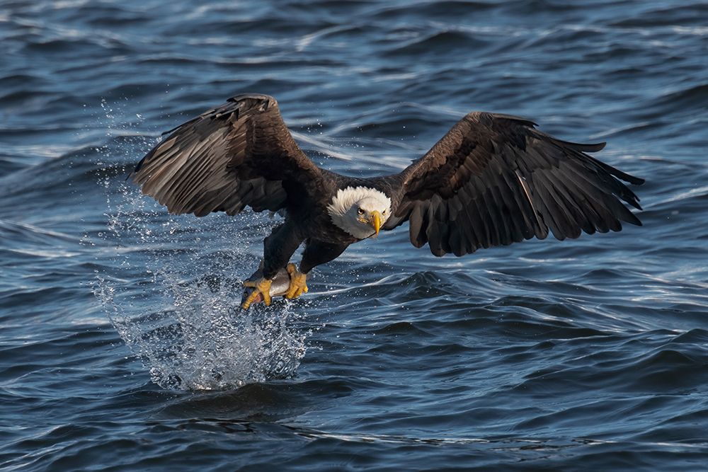 Eagle On The Mississippi River art print by Leah Xu for $57.95 CAD