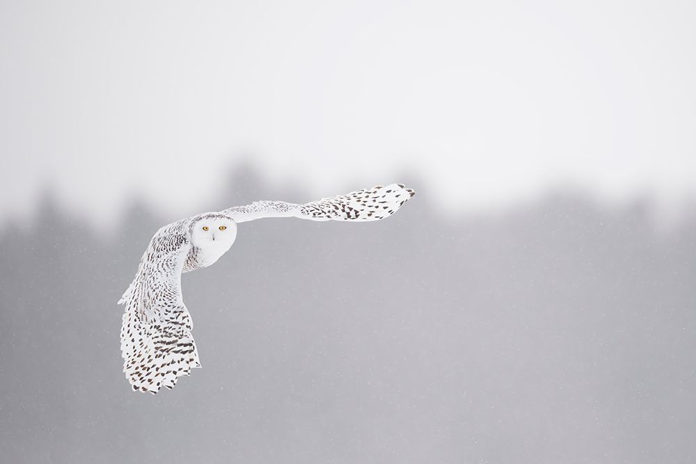 Flying in the frozen sky art print by Marco Pozzi for $57.95 CAD