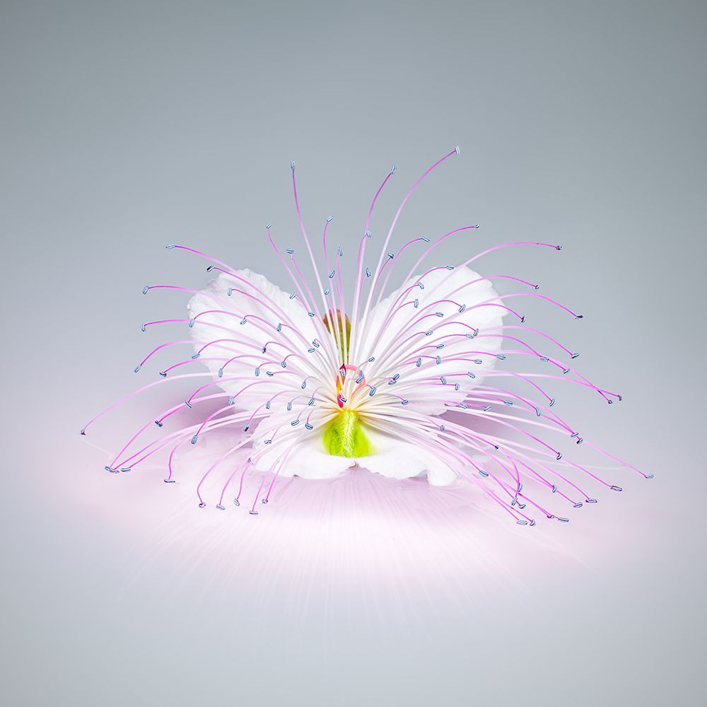 Caper Flower art print by Rico Cavallo for $57.95 CAD