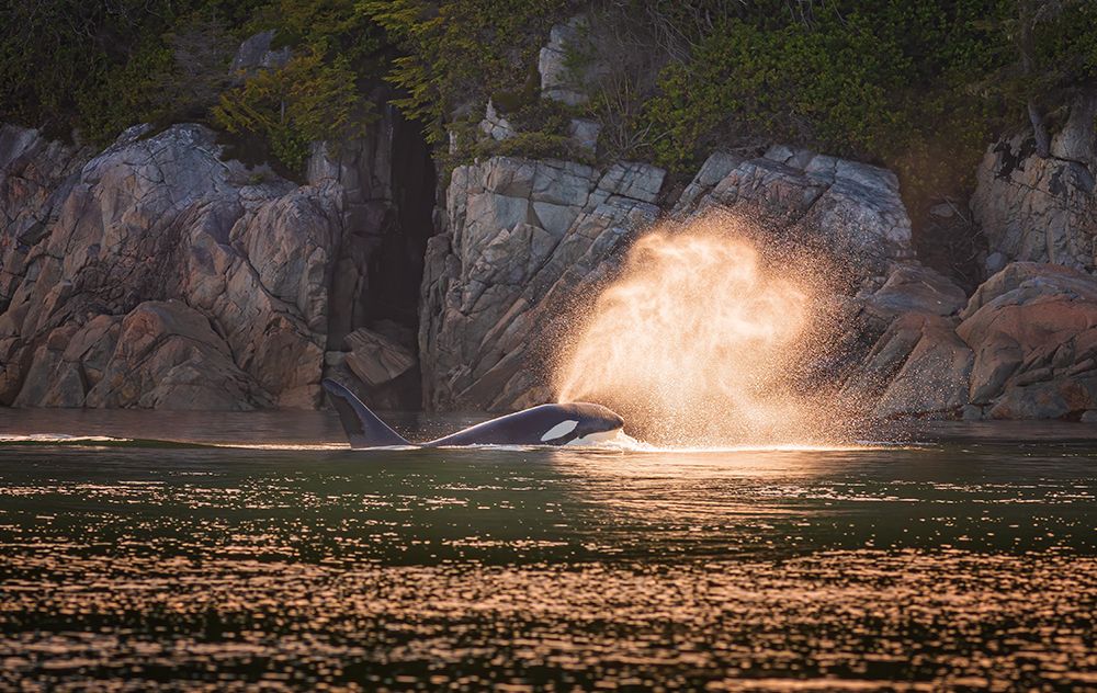 Orca at sunset art print by Jeffrey C. Sink for $57.95 CAD