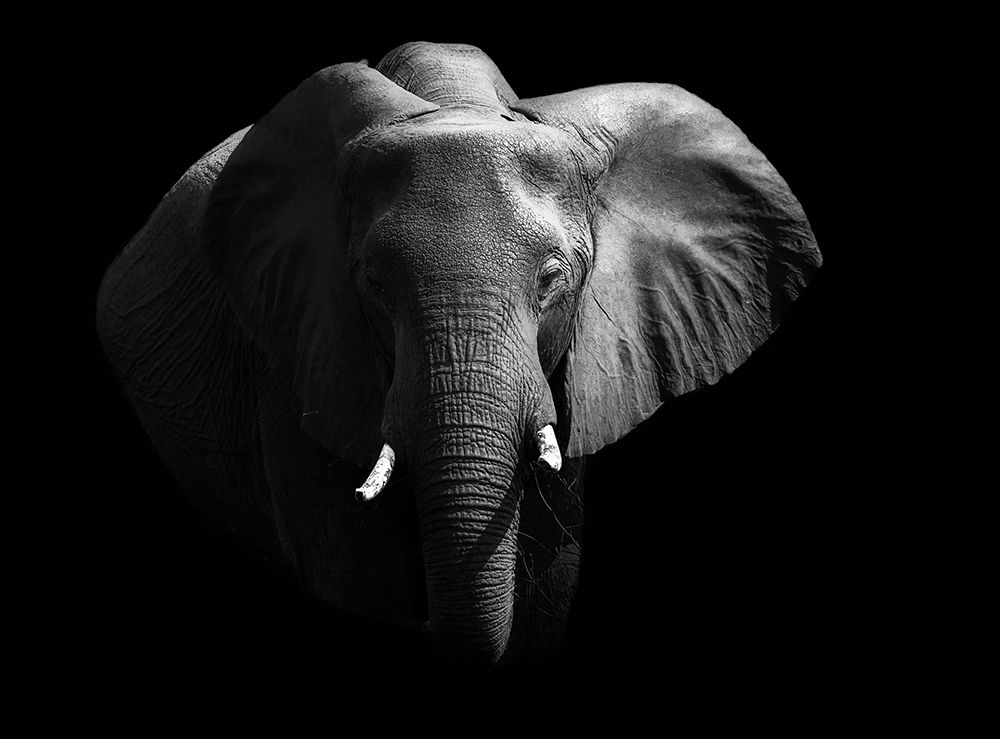 Elephant. art print by Jie Fischer for $57.95 CAD